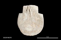 藏品(貝刀)的圖片